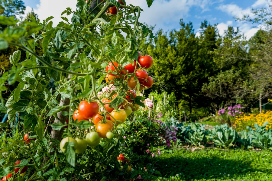 Organic Gardening 101: A Beginner’s Guide to Getting Started Organically