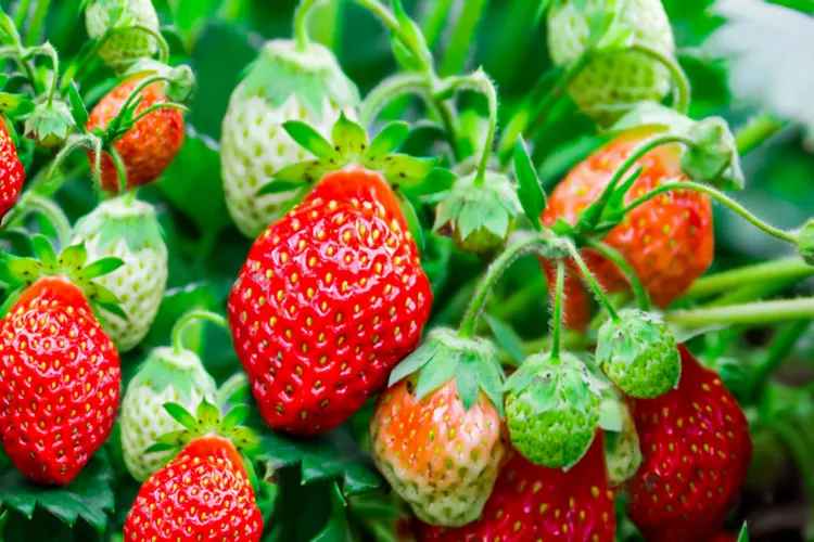 Harnessing Strawberry Runners: Maximizing Your Strawberry Yield